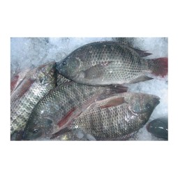Fish Fillets Manufacturer - Organic Frozen Tilapia