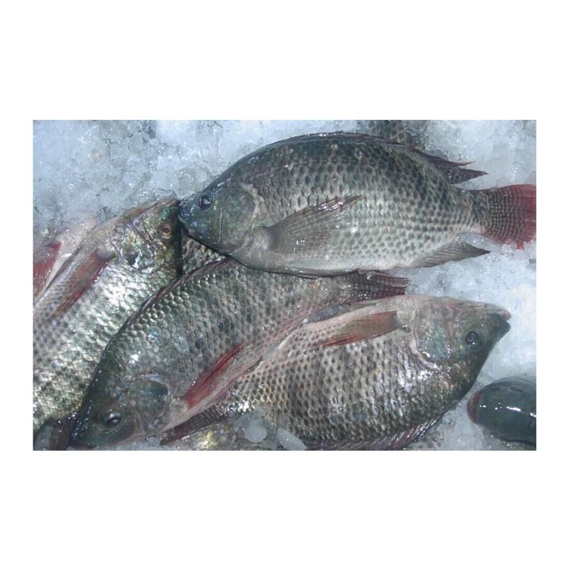 Fish Fillets Manufacturer - Organic Frozen Tilapia