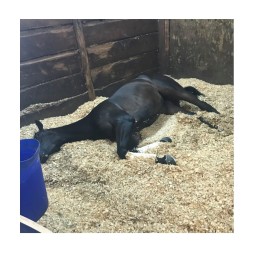 Wood Shavings Supplier - Cheap Bulk Pine Wood