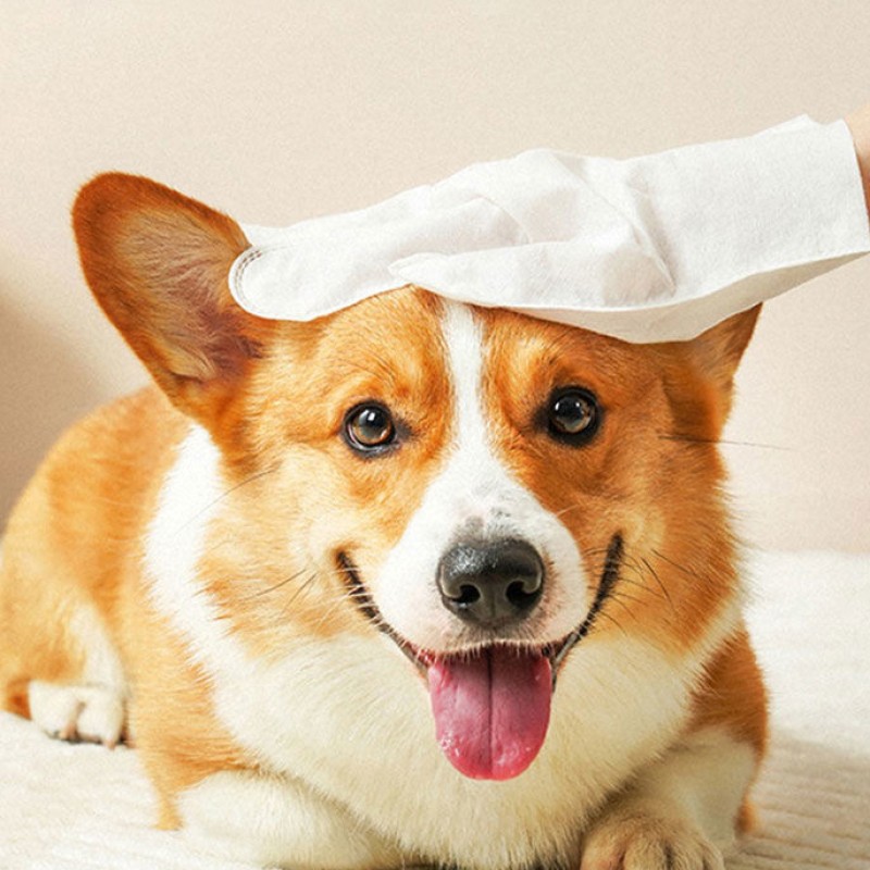 Pet Washing Tissue Manufacturer - Factory Directly