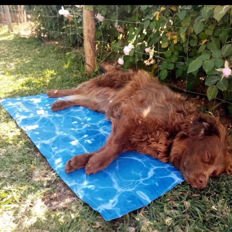 Dog Cooling Mat Manufacturer - Self Cooling Summer Pressure Activated