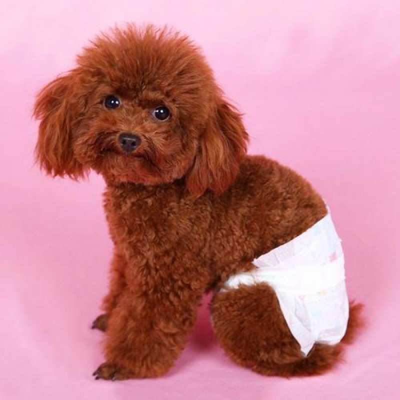 Dog Diaper Manufacturer - High Quality Absorbent Soft Male