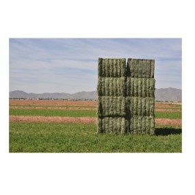 Alfalfa Hay Supplier - Bulk Custom Packaging Animal Feed