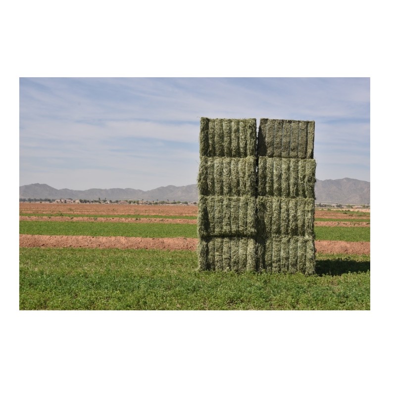 Alfalfa Hay Supplier - Bulk Custom Packaging Animal Feed