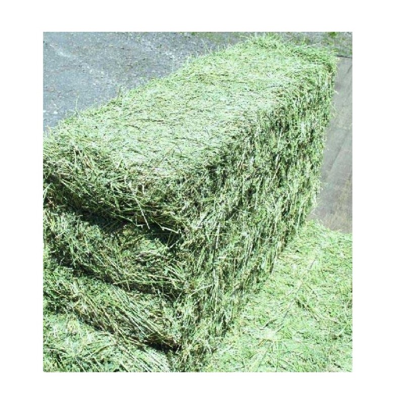 Alfalfa Hay Bales Manufacturer - Wholesale Pure Animal Feed