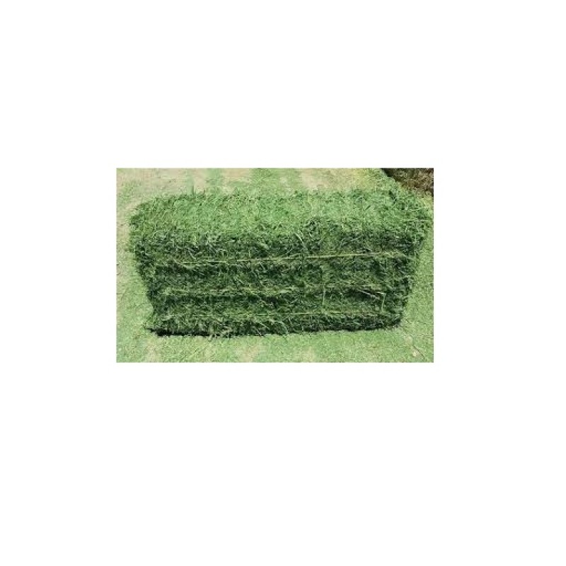 Alfalfa Hay Bales Factory - Bulk Stock Fast Shipping