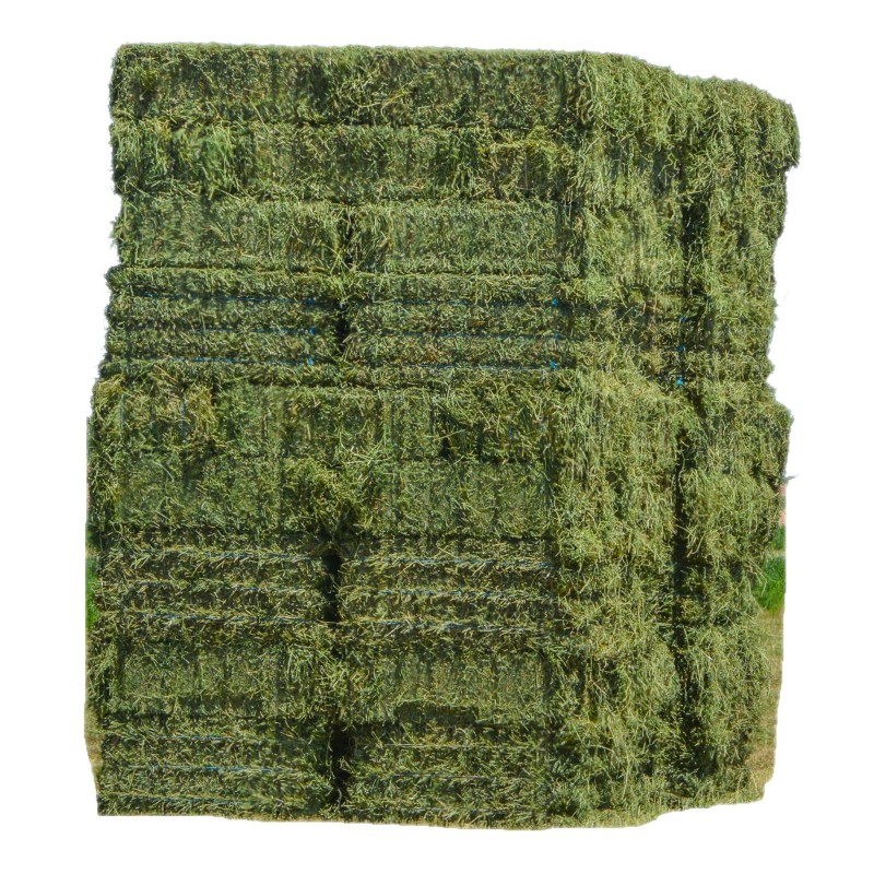 Budweiser Beer Supplier - Wholesale 24x330ml Bottled Beer