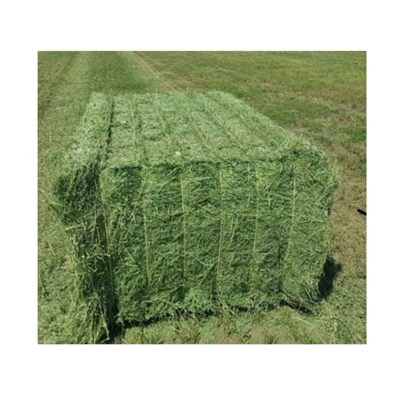 Alfalfa Hay Bales Manufacturer - Wholesale Pure Animal Feed