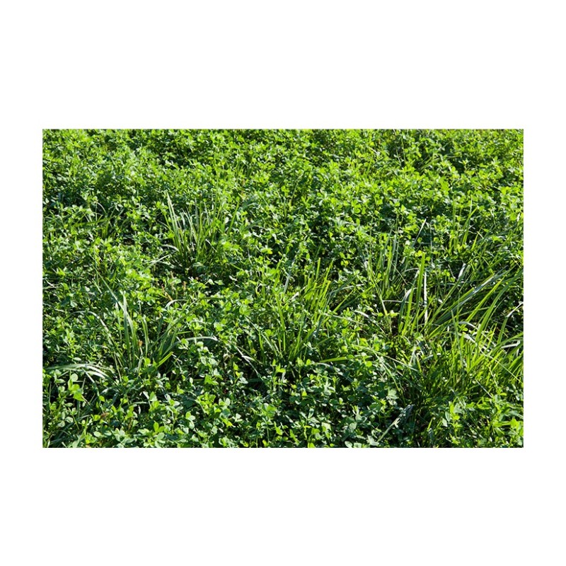 Alfalfa Hay Bales Manufacturer - Bulk Supply Animal Feed Grade