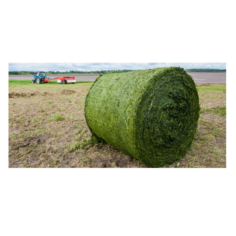 Alfalfa Hay Bales Manufacturer - Wholesale Pure Animal Feed