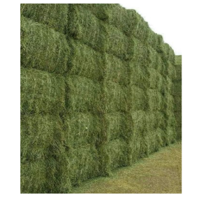 Alfalfa Hay Bales Factory - Bulk Stock Fast Shipping