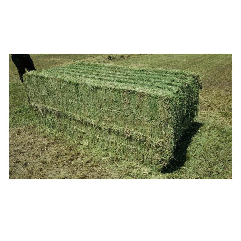 Animal Feed Hay Factory - Bulk Turkish Alfalfa Oats Hay