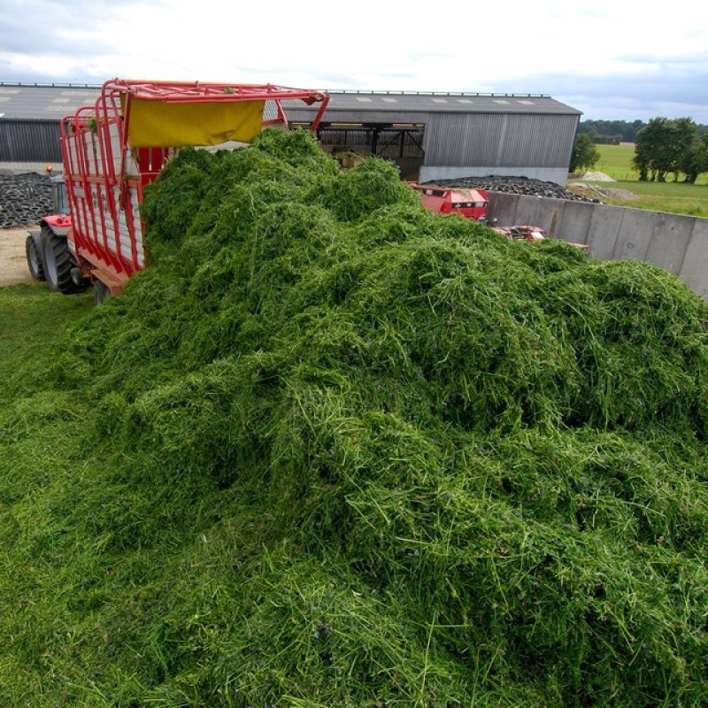 Alfalfa Hay Bales Manufacturer - Bulk Supply Animal Feed Grade