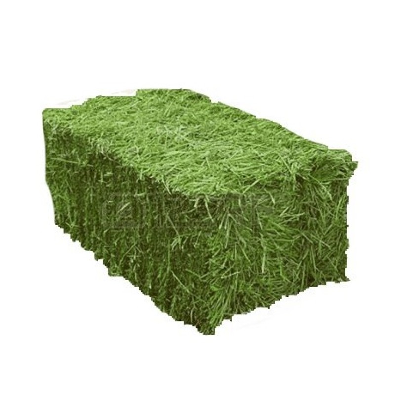 Alfalfa Hay Bales Manufacturer - Bulk Supply Animal Feed Grade