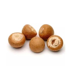 Betel Nut Manufacturer - OEM Custom Certified Areca Nut