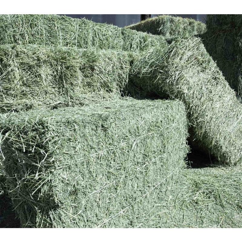 Animal Feed Manufacturer - OEM Custom Competitive Alfalfa