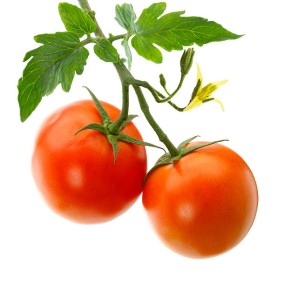 Vegetables Factory - OEM Custom High Quality Tomatoes