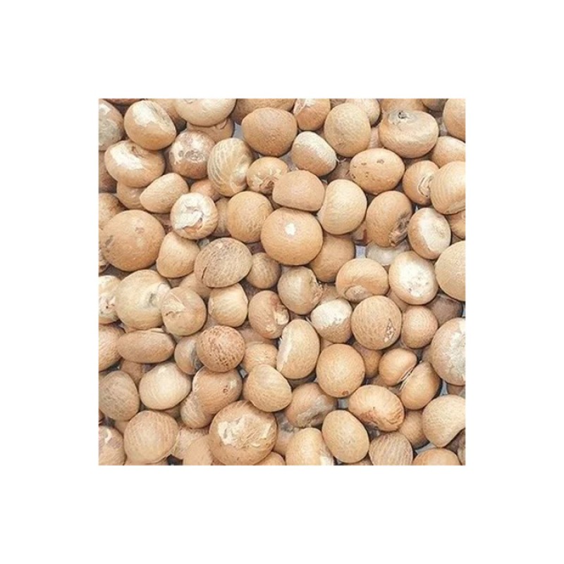Betel Nut Manufacturer - OEM Custom Natural Brown Betel Nut