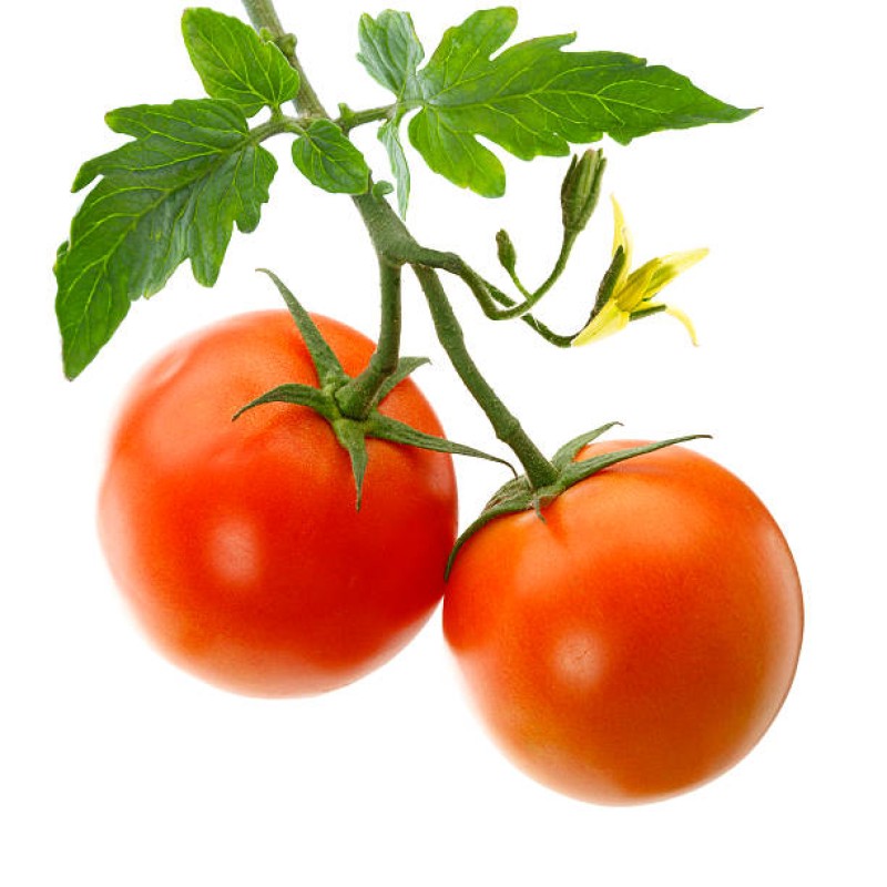 Vegetables Manufacturer - OEM Custom Bulk Fresh Tomatoes