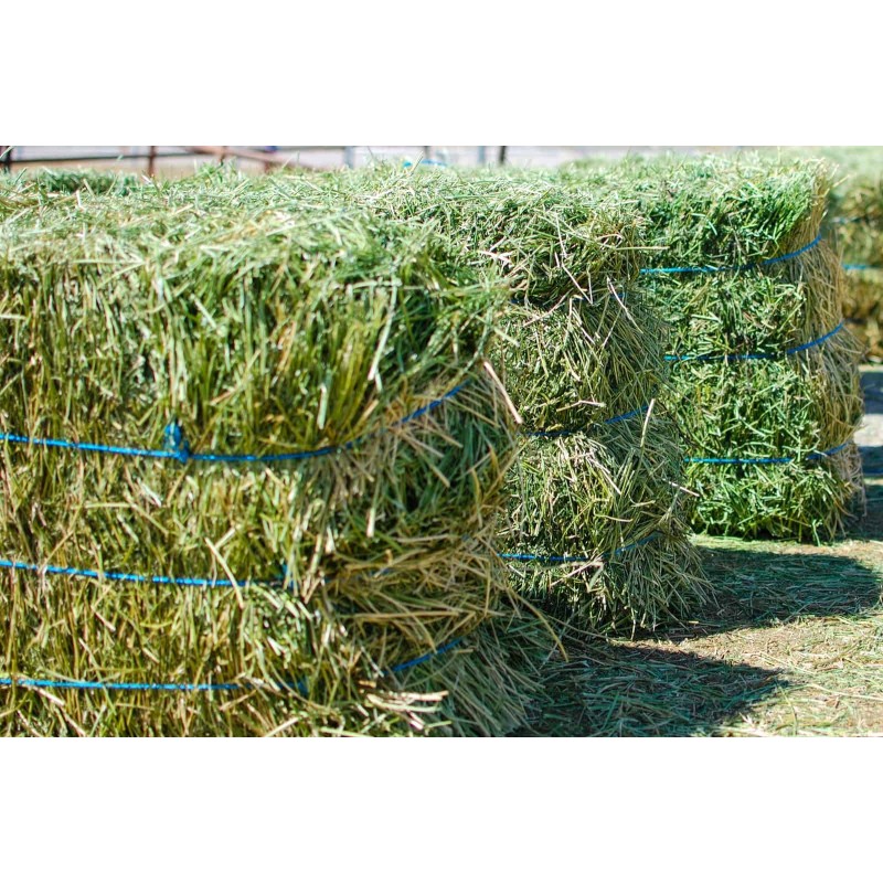 Animal Feed Manufacturer - OEM Custom Competitive Alfalfa