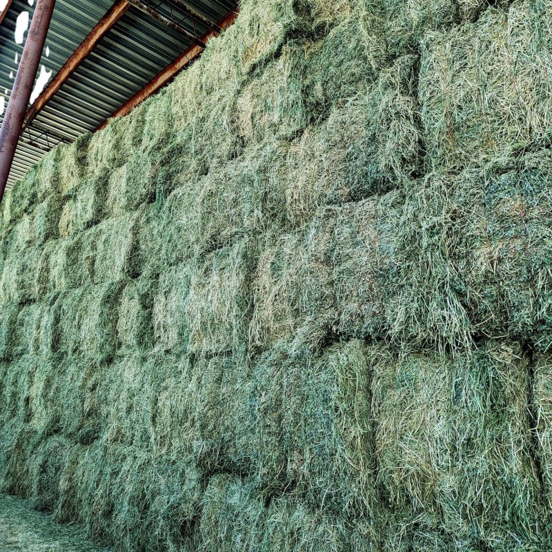 Animal Feed Manufacturer - OEM Custom Alfalfa Timothy Hay