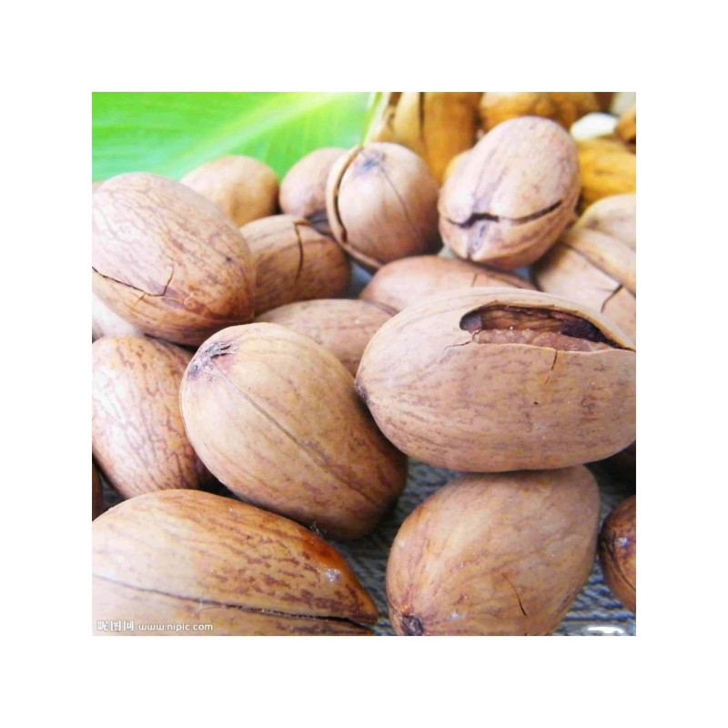 Pecan Nuts Factory - Wholesale Organic Raw Pecan Nuts