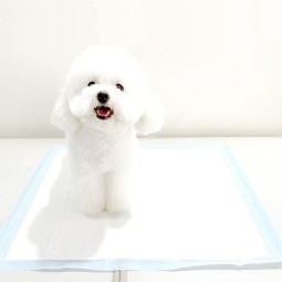 Pet Training Pads Manufacturer - Wholesale Super Absorbent Leak Proof Quick-drying