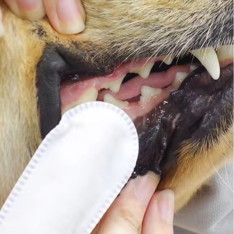 Pet Dental Wipes Manufacturer - Disposable Toothbrush Finger Cot Soft Cleaning