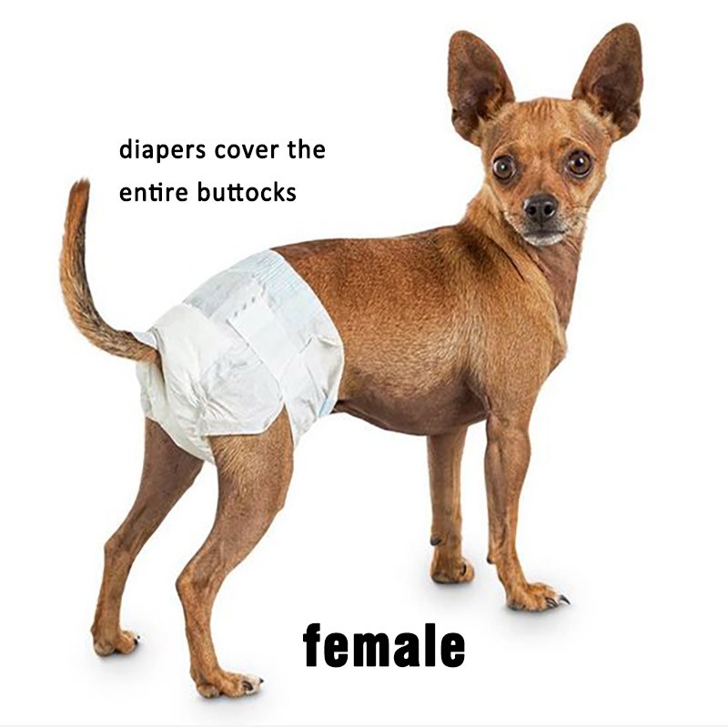 Pet Diapers Manufacturer - Breathable Leakproof Male Female Disposable Comfortable