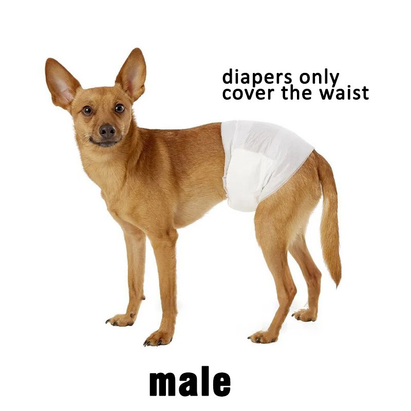 Pet Diapers Manufacturer - Breathable Leakproof Male Female Disposable Comfortable