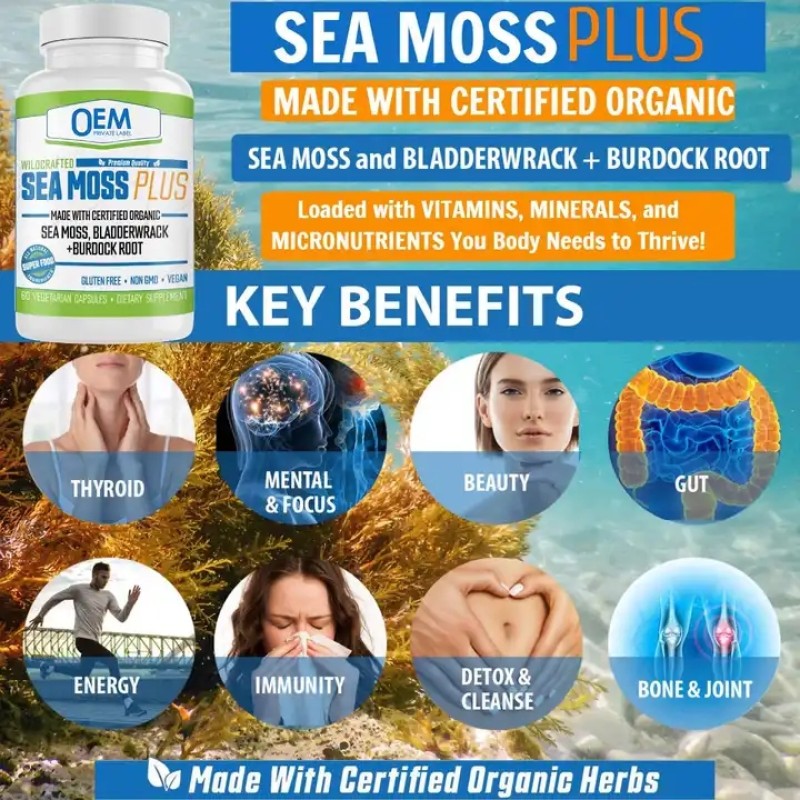 Private Label Organic Irish Moss Powder Capsule Extract Supplement Beauty Sea Moss Bladderwrack Burdock Capsules for Adults