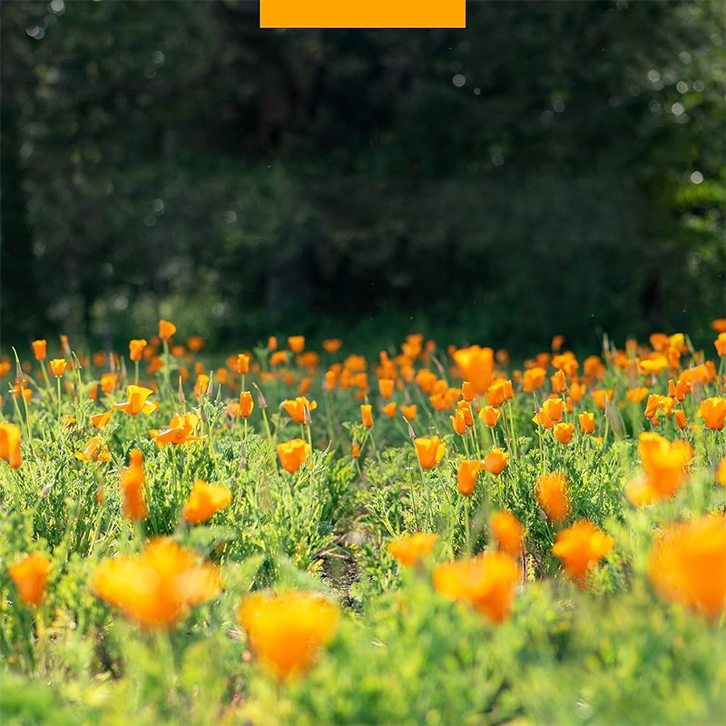 Turmeric Drops Manufacturer - OEM Private Label Certified Organic Turmeric Curcumin Extract Liquid