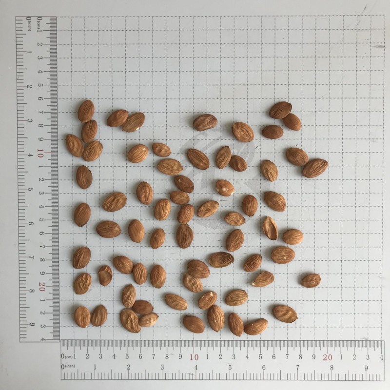 2208 Shan Tao Ren High Quality Peach Semen Shelled Dried Peach Kernel for Sale