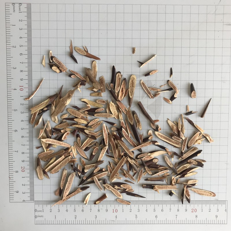 7007 Zao Jiao Ci Wholesale Herbal Tea Spina Gleditsiae Dried Fujiki Health Tea in Bulk Sachets and Boxes Raw Processing