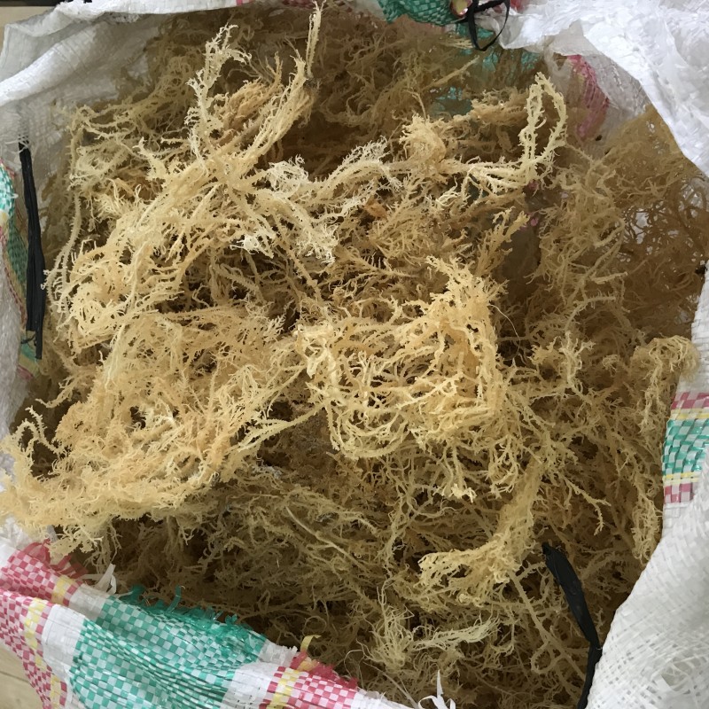 N10 Health Natural Products Delicious Products Dried Sea Moss for Food