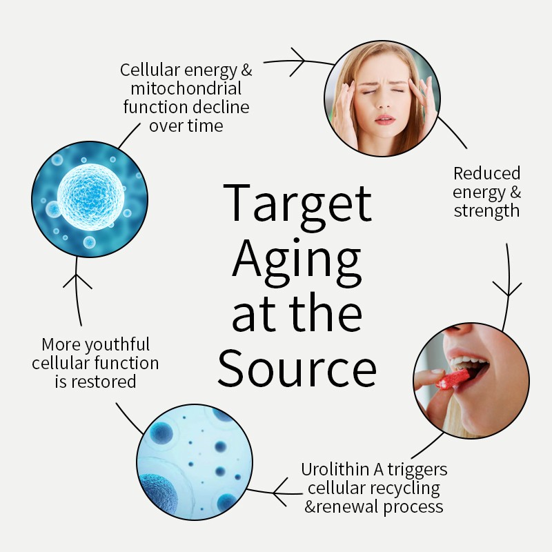 Urolithin A Gummies Manufacturer - Cellular Renewal Longevity