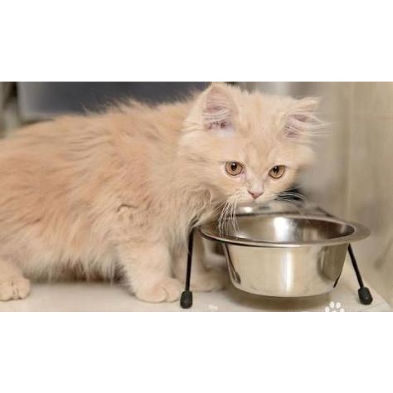 Cat Food Manufacturer - High-protein Cat Strips OEM