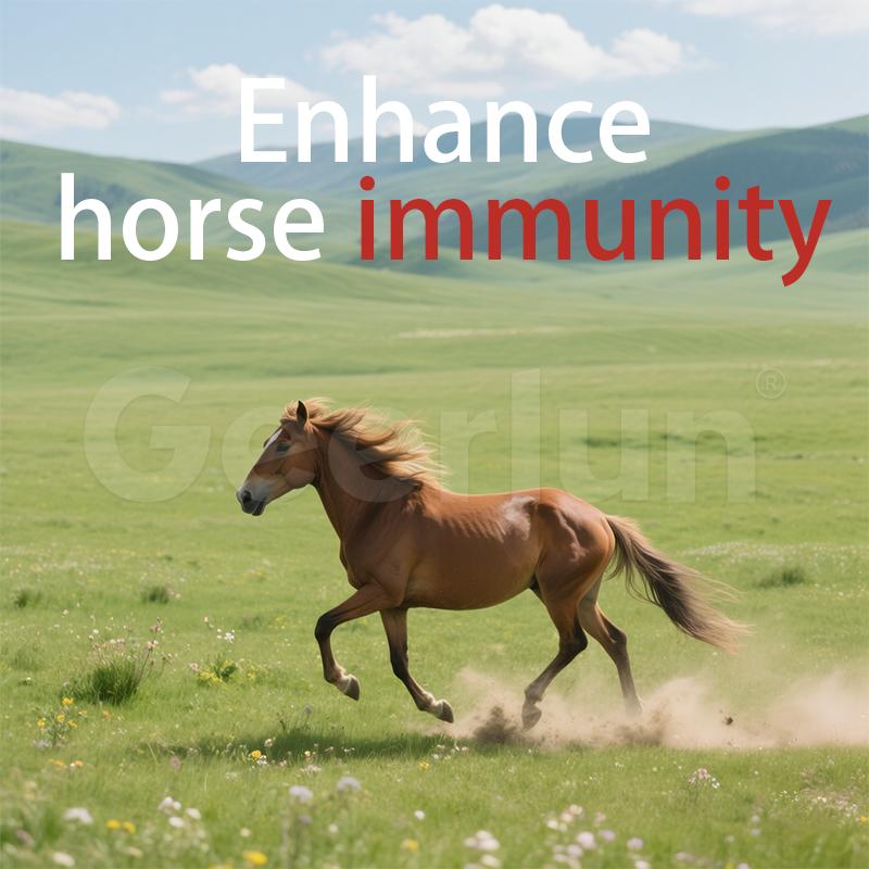 Equine Probiotic Paste Supplier - Apple Flavored Immune