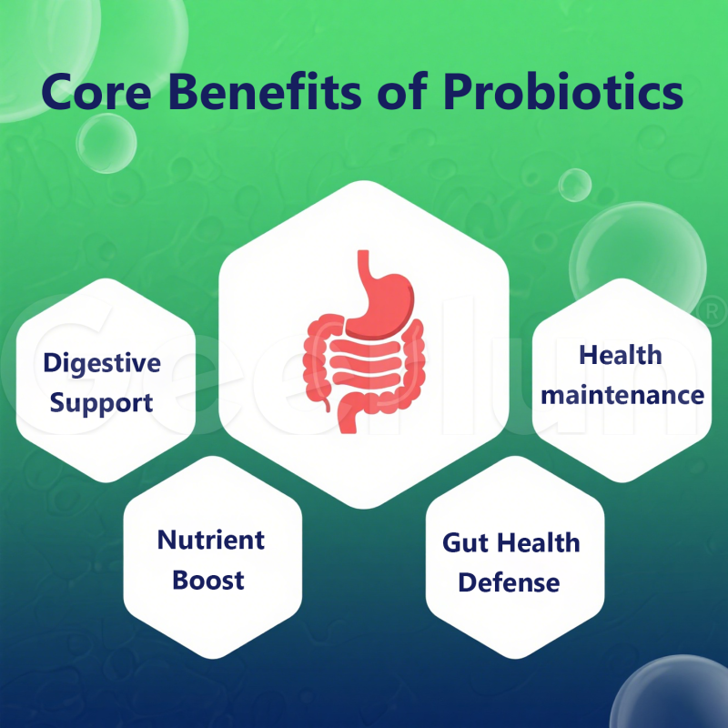 Digestive Support Film Factory - Immune Gut Health Oral