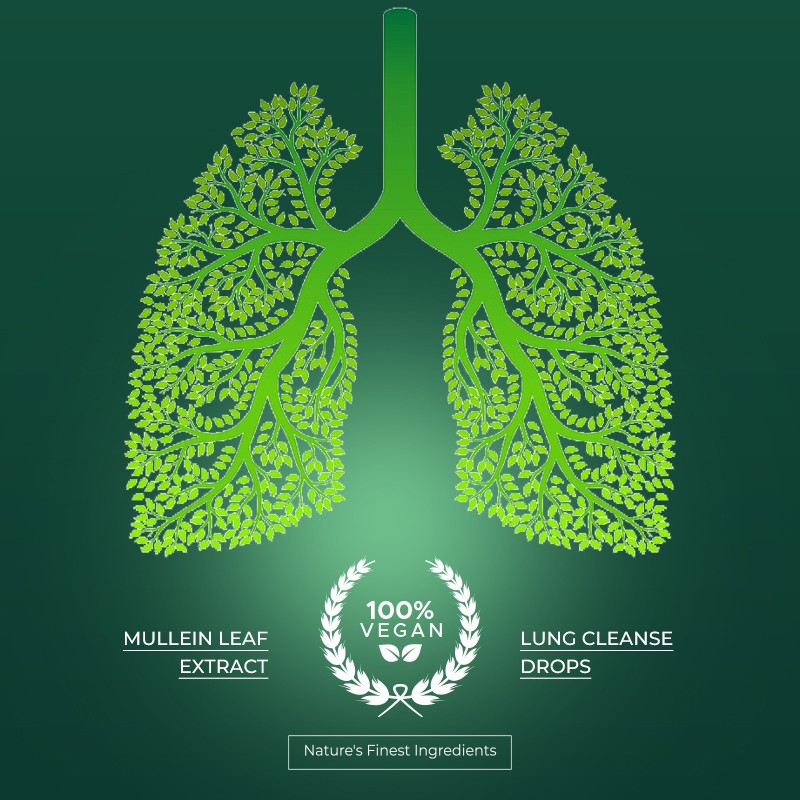 Lung Cleanse Drops Supplier - OEM Mullein Leaf Respiratory