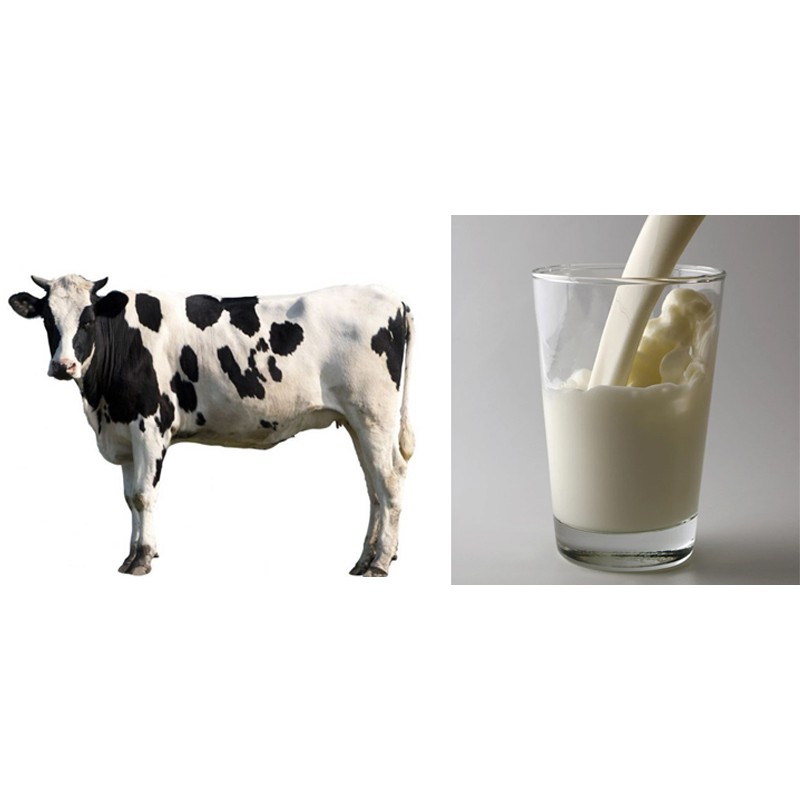 Factory Supply Wholesale Bulk Bovine Colostrum Milk Powder Wholesale Products in Bulk Colostrum Milk Powder
