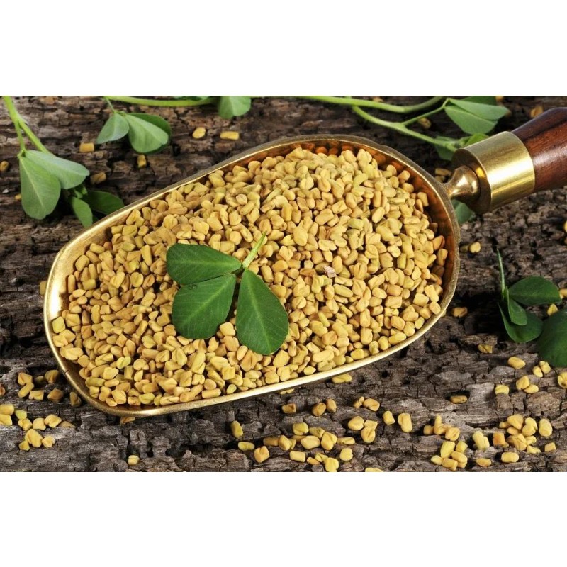 Factory Supply Wholesale Bulk Pure Trigonella Foenum-graecum Extract Dried Common Fenugreek Seed Extract Powder