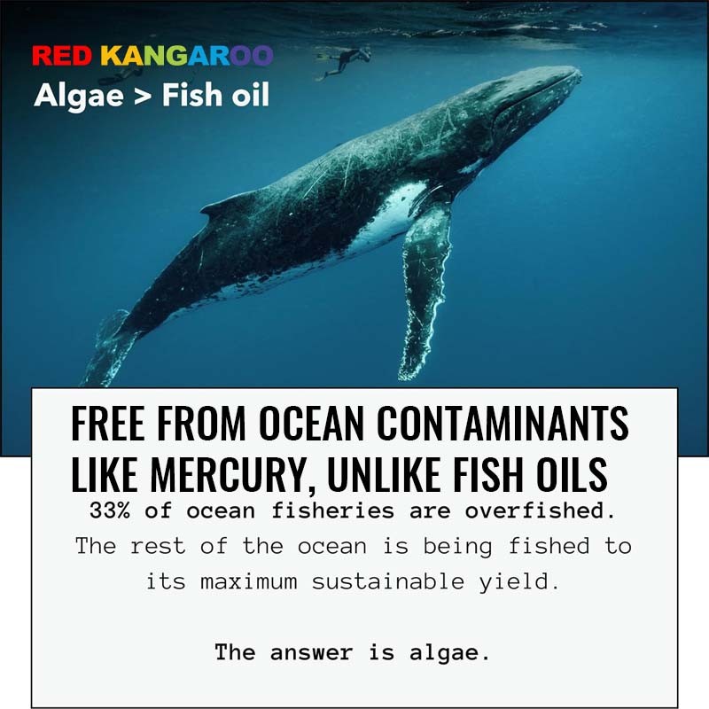 Omega 3 Soft Capsules Factory - Algal DHA EPA Heart Brain