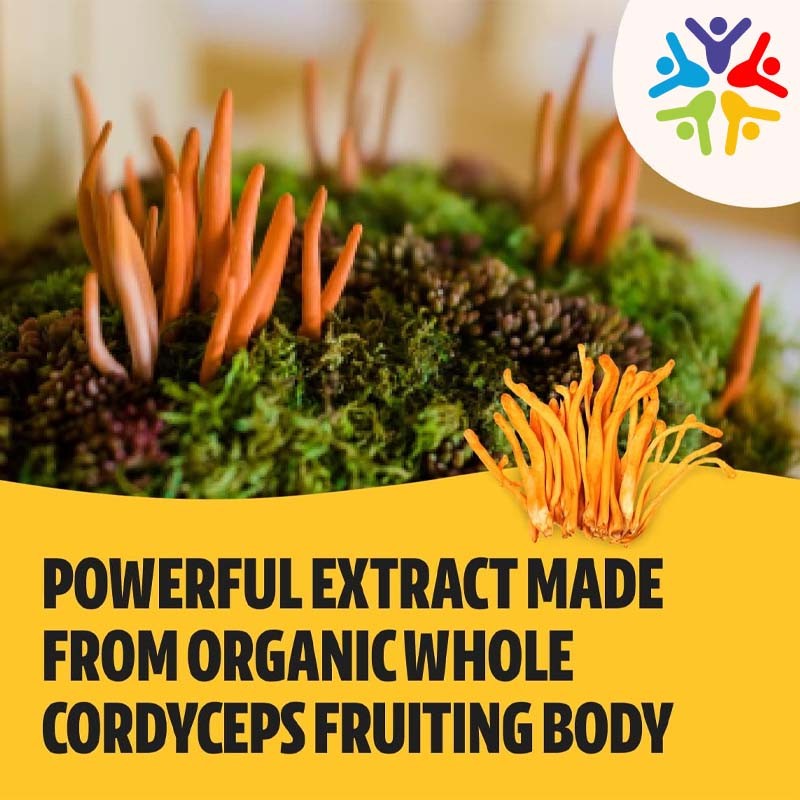 Cordyceps Capsules Supplier - OEM Mushroom Extract Energy Immune