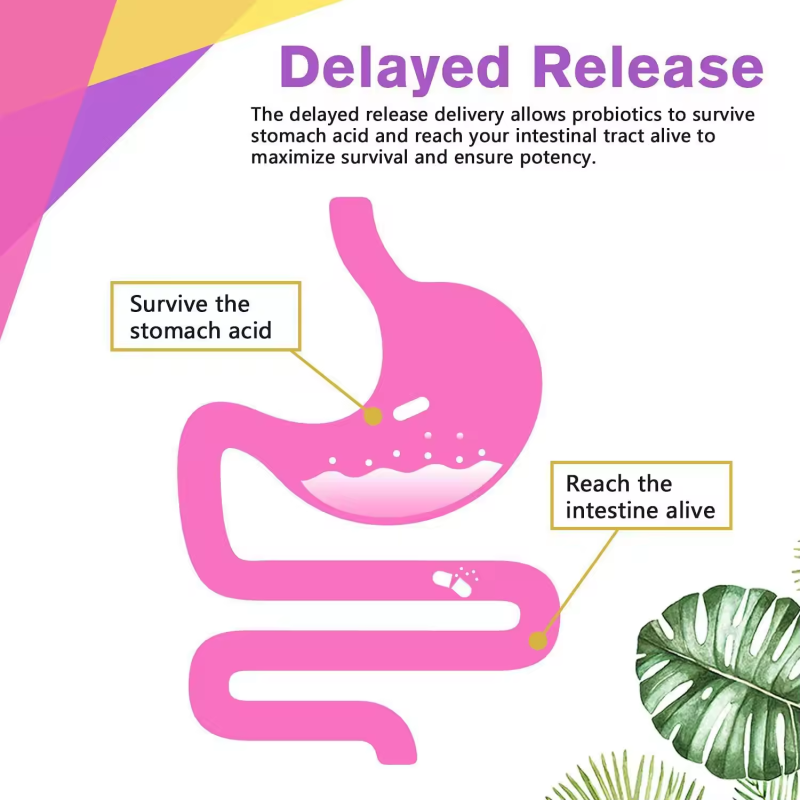 Women Probiotics Capsules Factory - 100 Billion CFU Gut Health