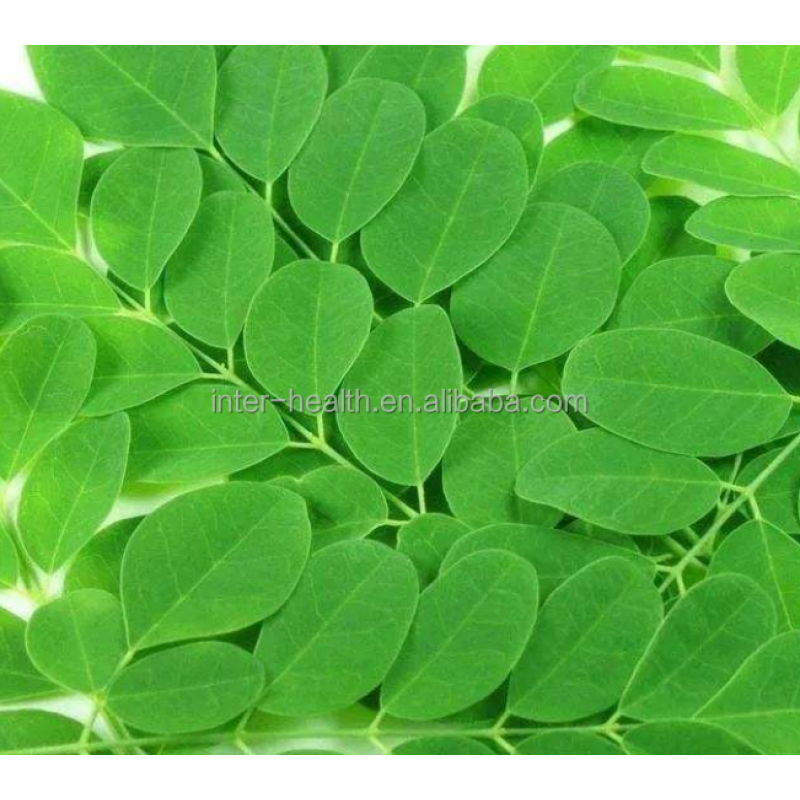 Moringa Extract Supplier - 10:1 Leaf Extract Powder