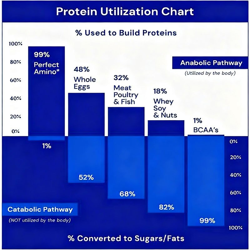 Amino Acids Supplement Supplier - BCAA Pre Post Workout