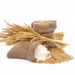 Oat Milk Powder Manufacturer - Organic Enzymolysis Enzymatic Hydrolysis