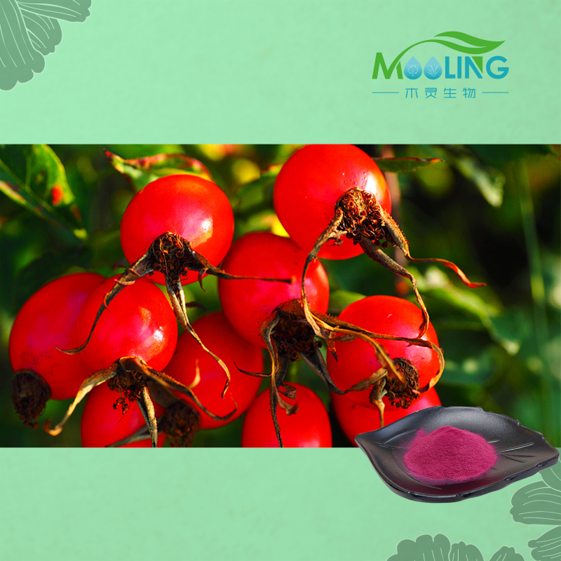 Rosehip Powder Factory - Natural Supply Wholesale Fruit Extract