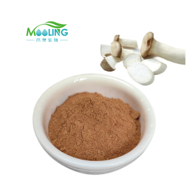Pleurotus Extract Supplier - MOOLING Bulk 10:1 King Oyster
